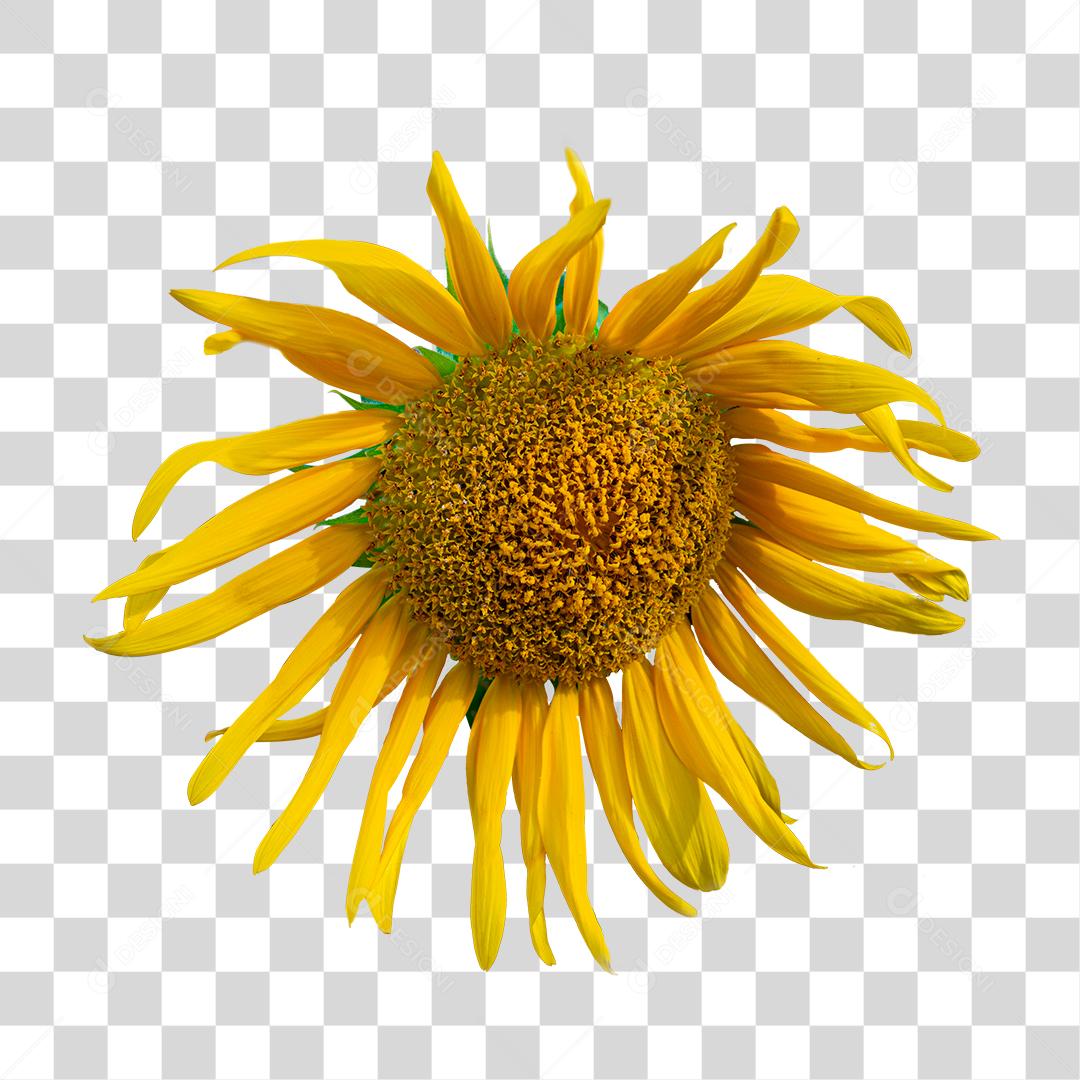Flor de girassol PNG Transparente