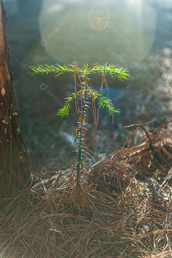 Muda de araucária (nome científico: Araucaria angustifolia), crescendo, em área de reflorestamento no Brasil.