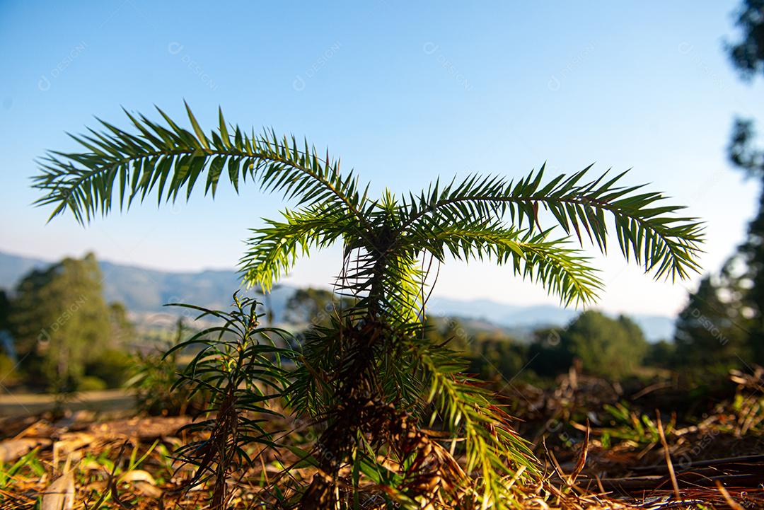 Muda de araucária (nome científico: Araucaria angustifolia), crescendo, em área de reflorestamento no Brasil.