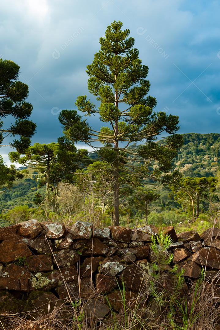 Pinheiro na natureza