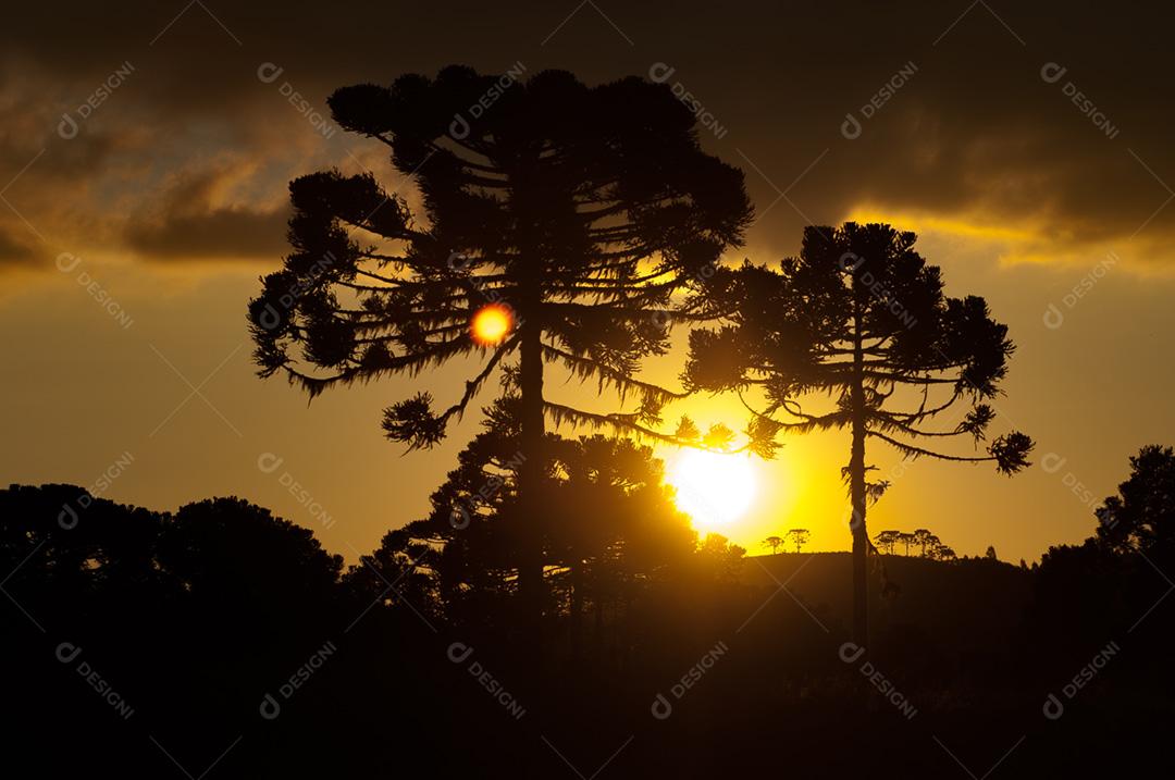 Paisagem do por do sol em floresta