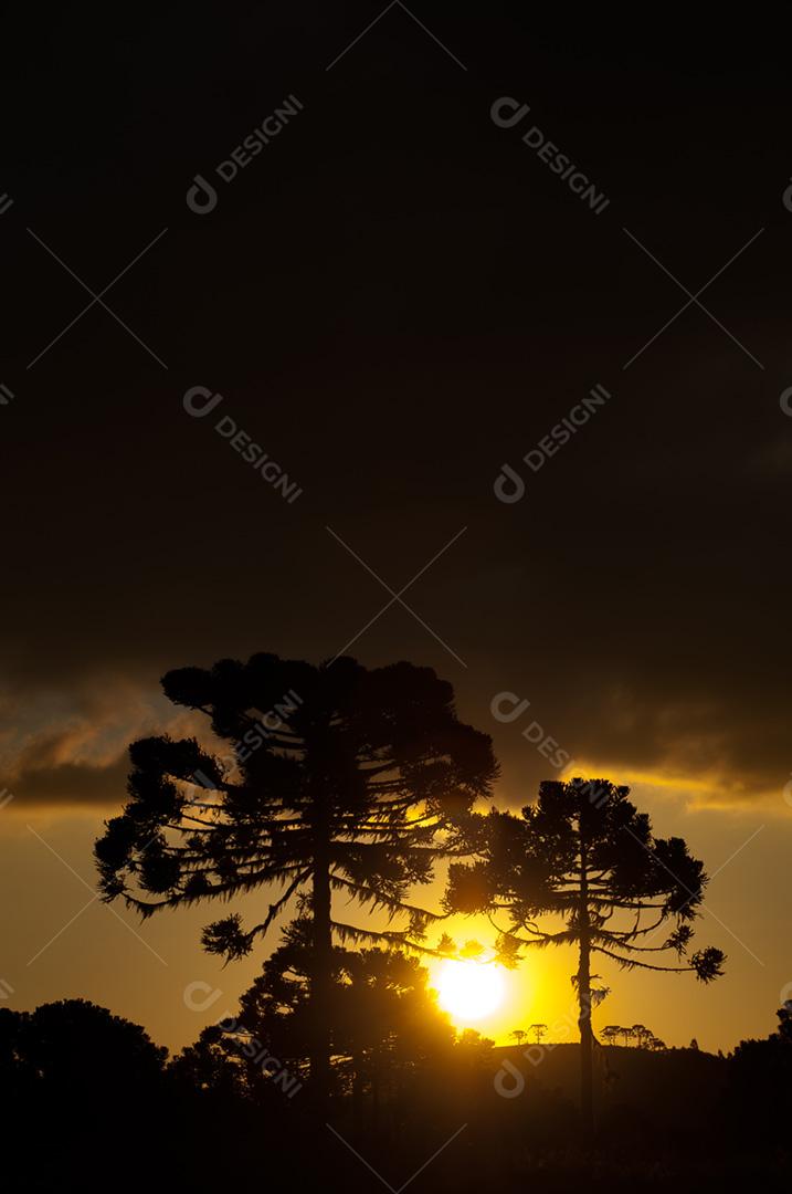 Paisagem do por do sol em floresta