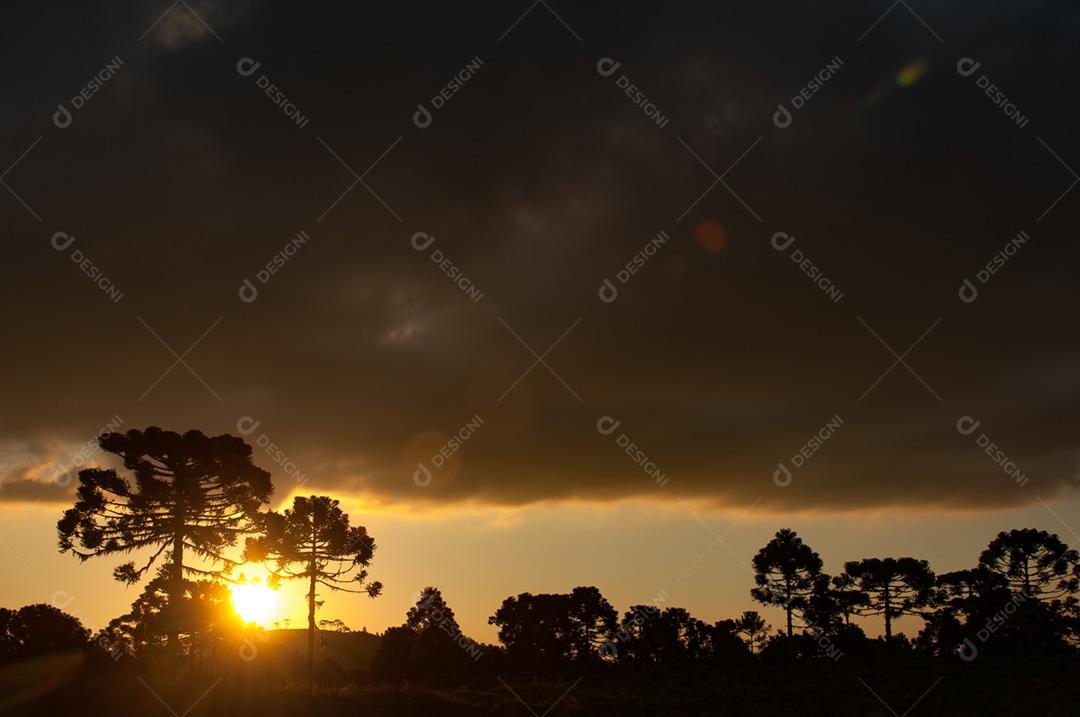 Paisagem do por do sol em floresta