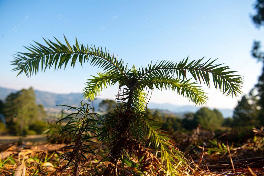 Muda de araucária (nome científico: Araucária angustifol