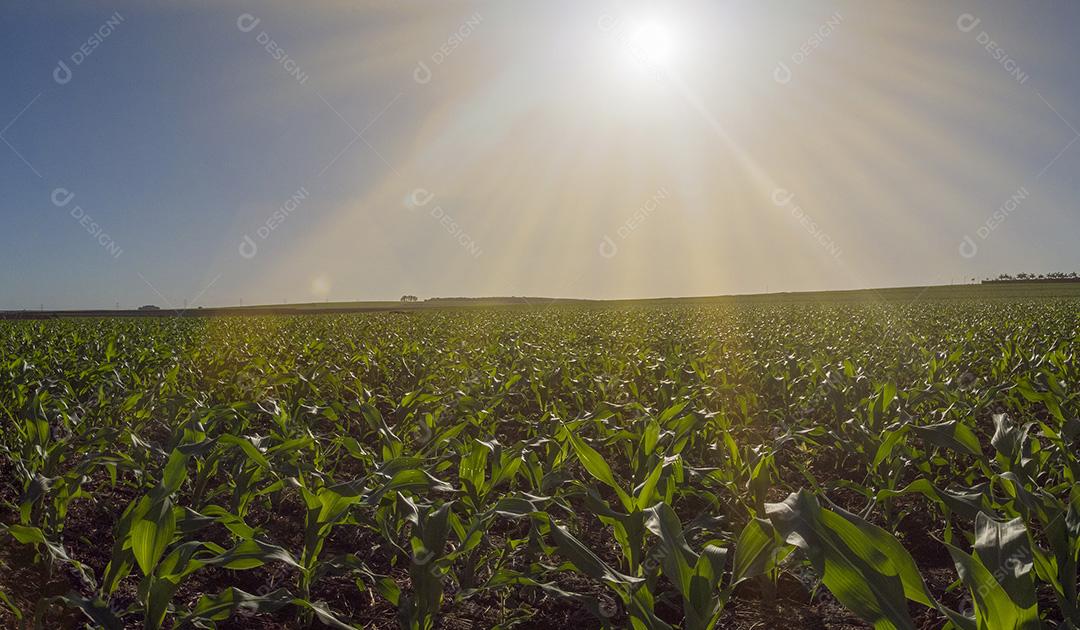 Plantação de milho sob sol radiante