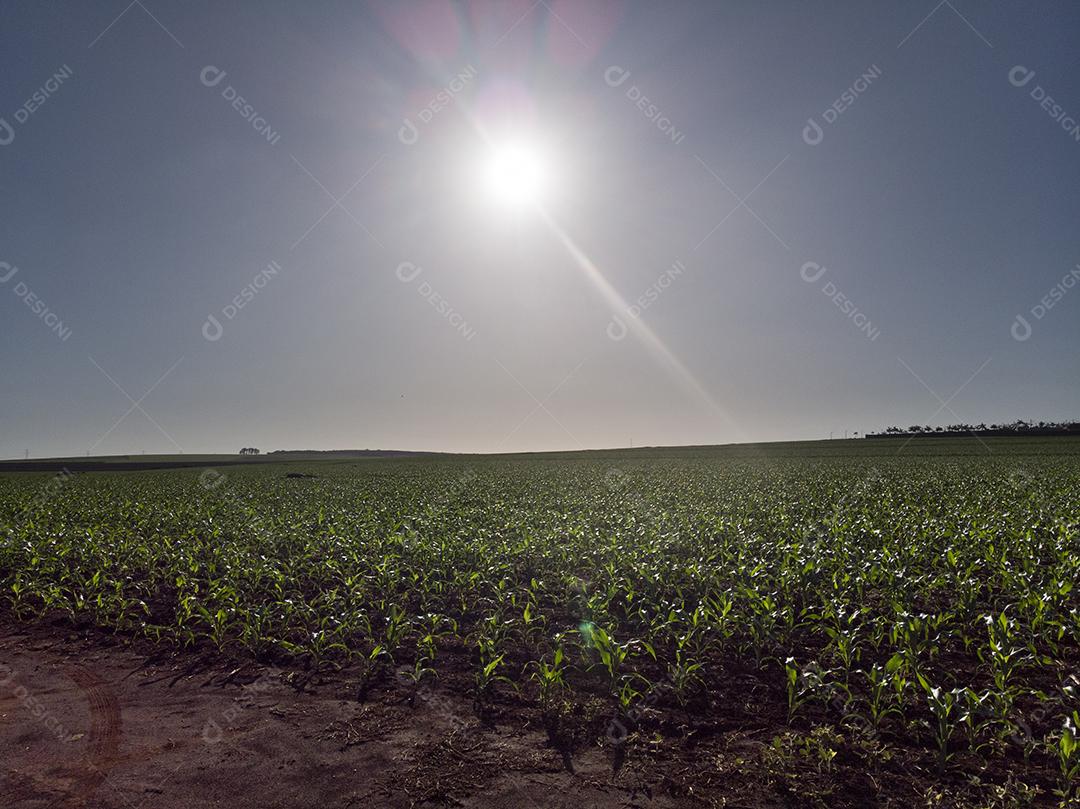 Plantação de milho sob sol radiante
