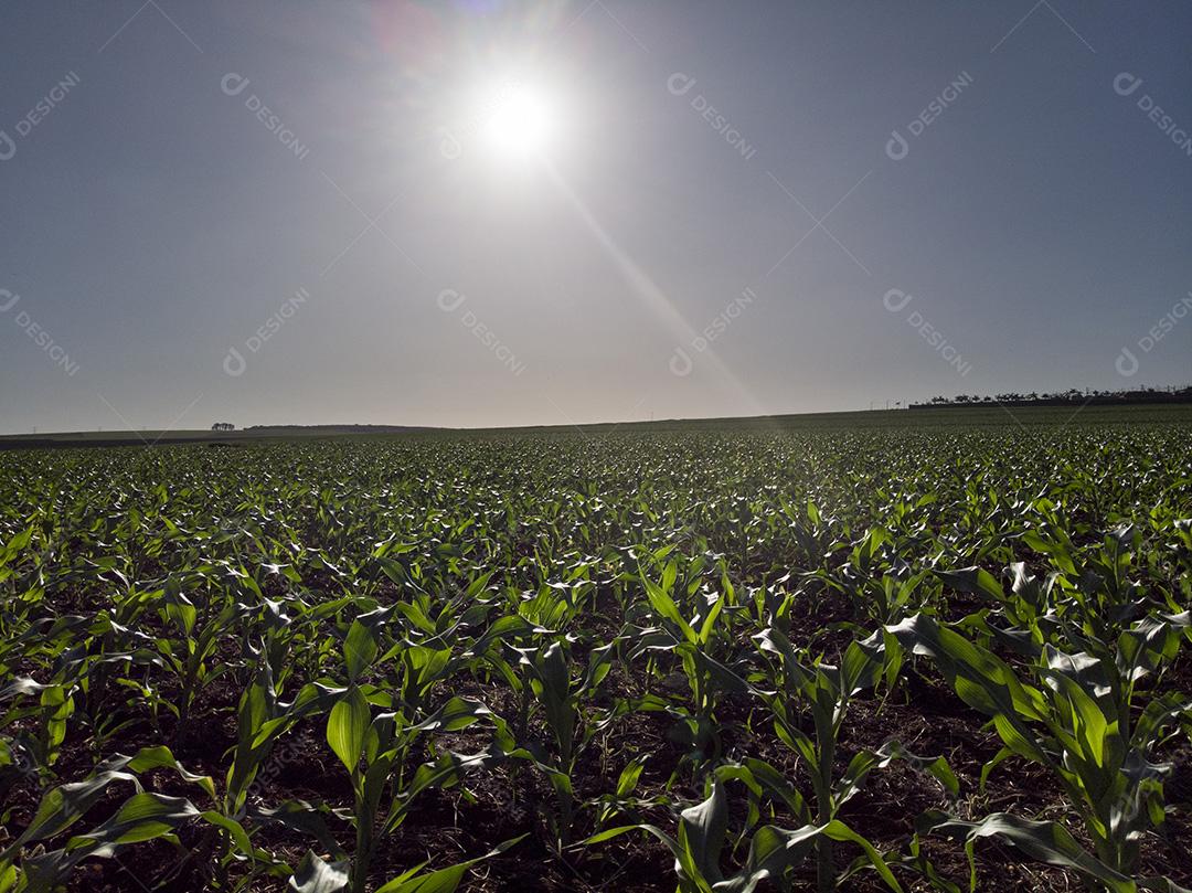 Plantação de milho sob sol radiante