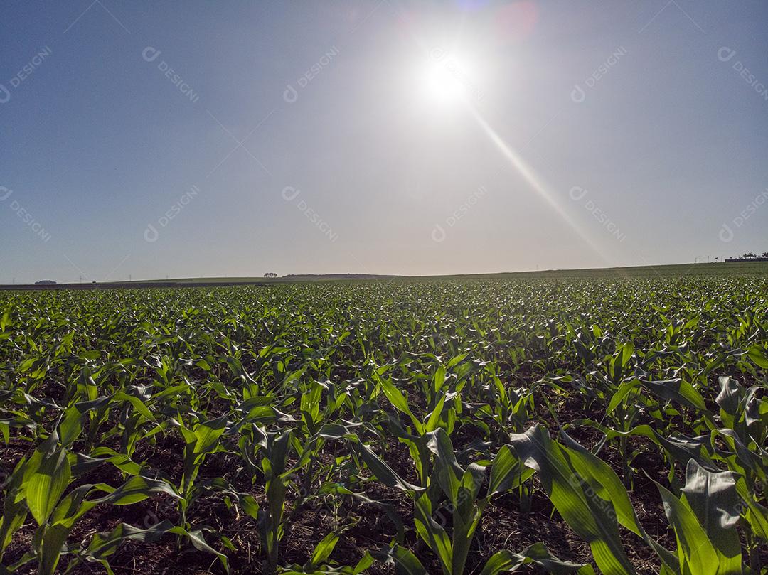 Plantação de milho sob sol radiante