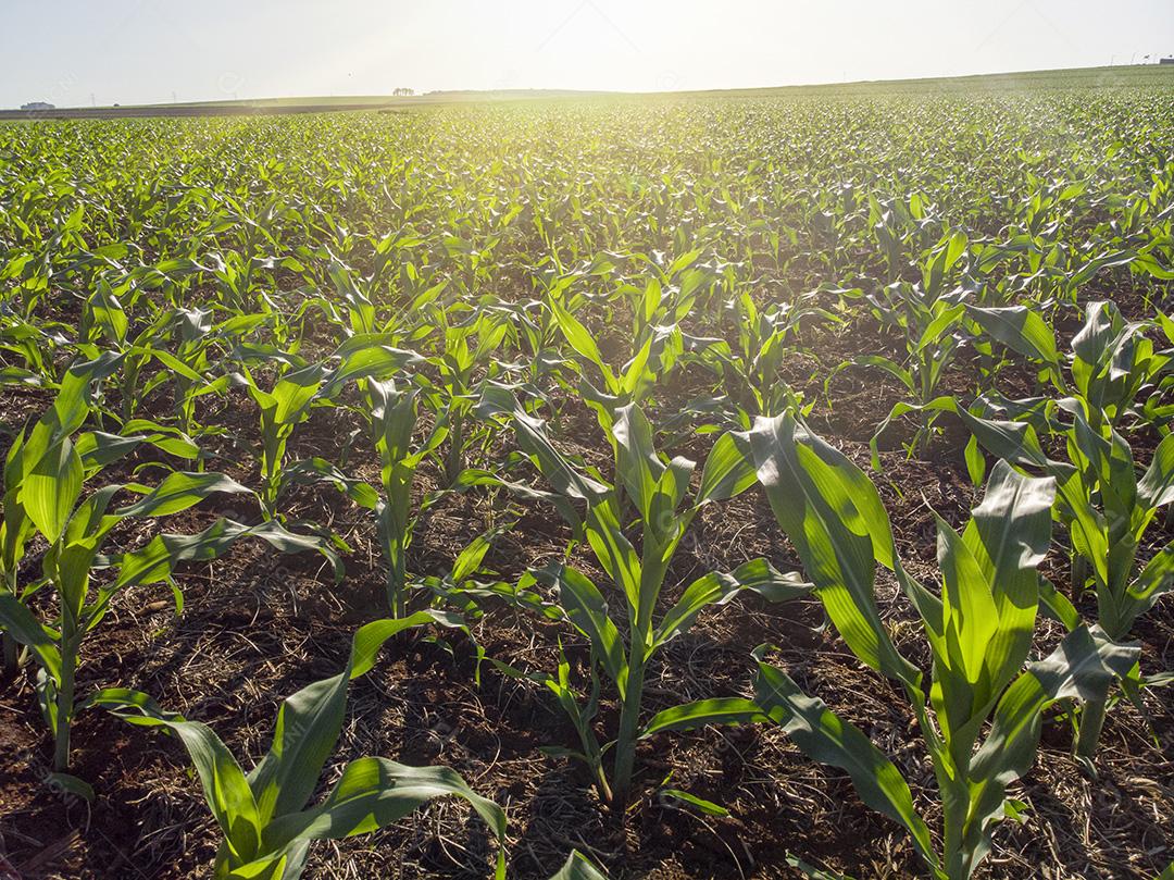 Plantação de milho sob sol radiante