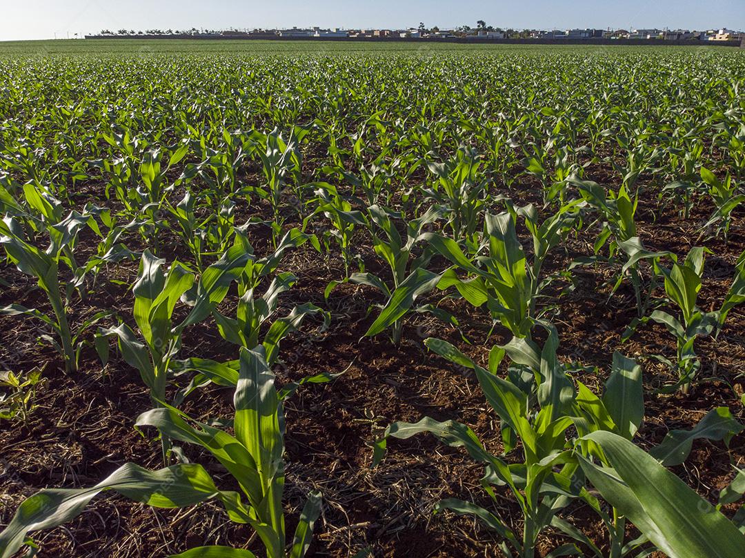 Plantação de milho sob sol radiante