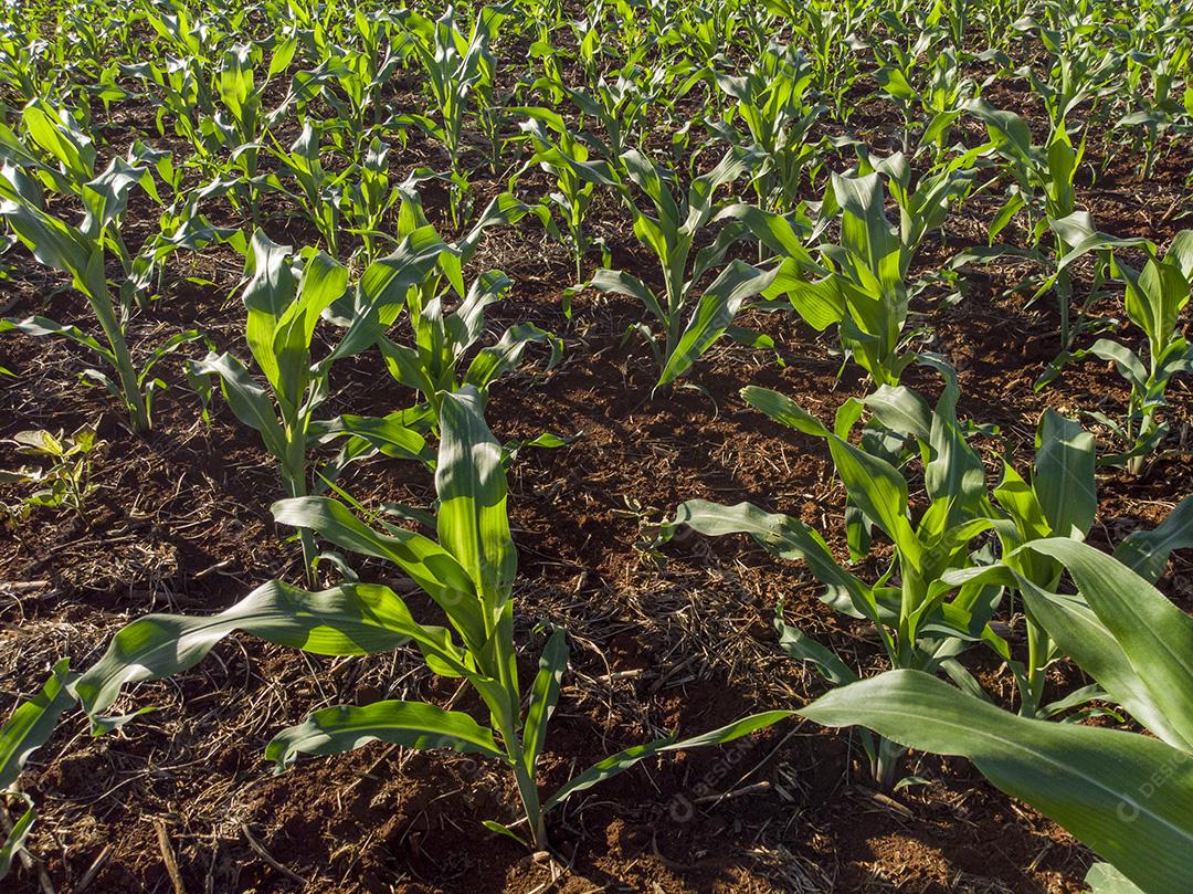 Plantação de milho sob sol radiante