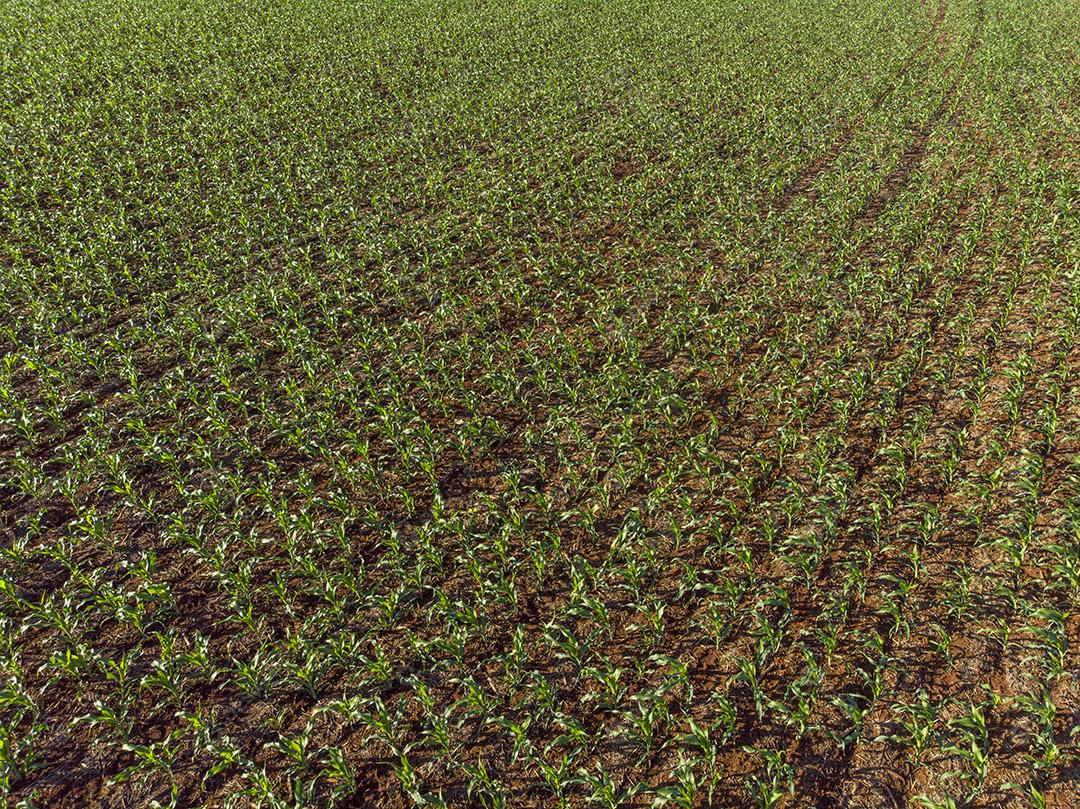 Plantação de milho sob sol radiante