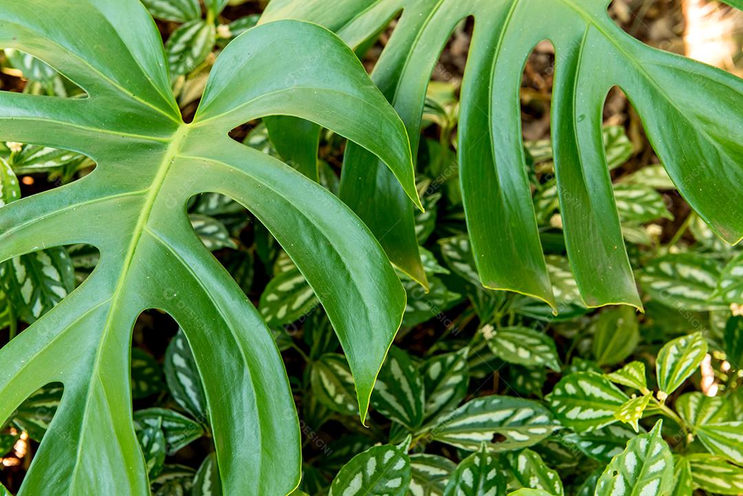 Folhas de costela de Adams e planta de alumínio ao fundo