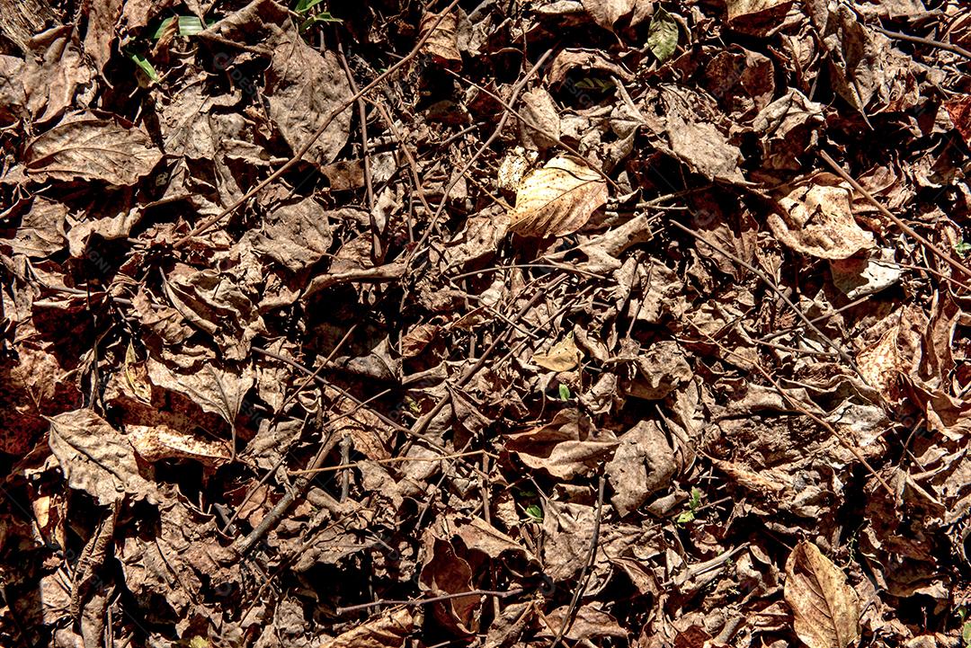 Terreno com fundo de folhas secas.