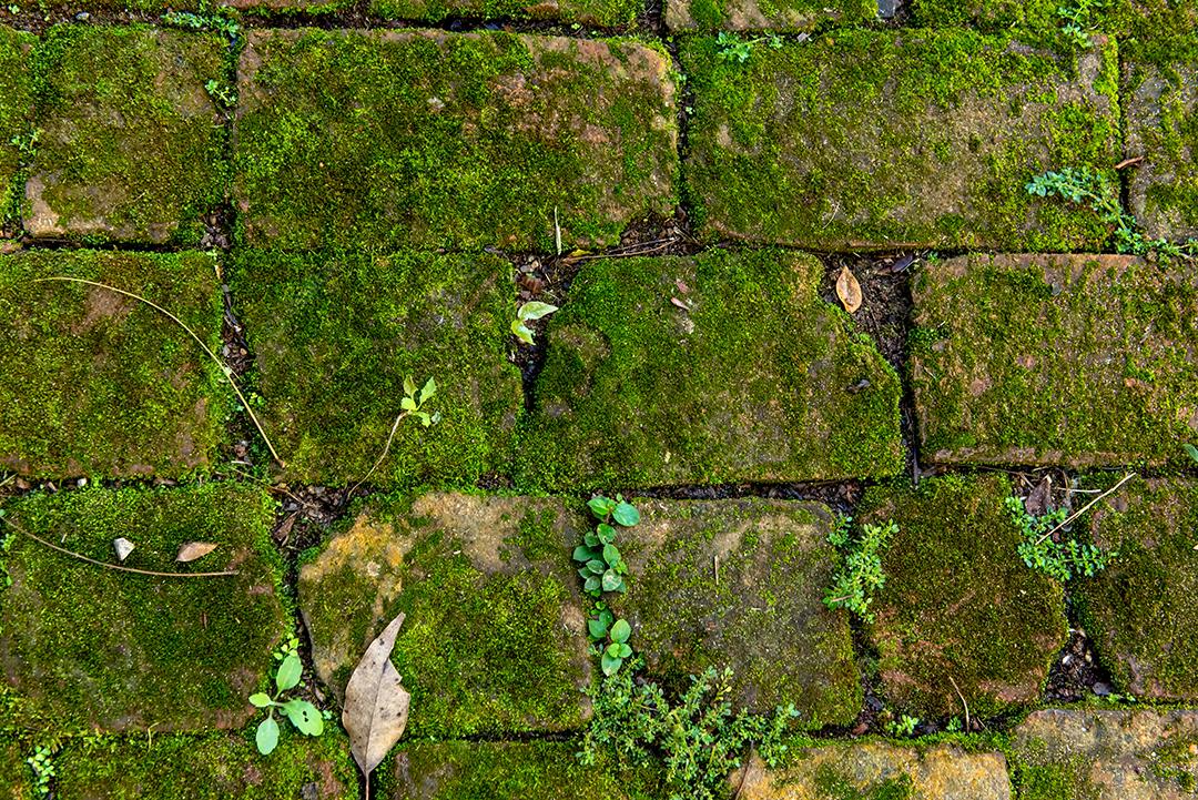 Terreno com fundo verde musgo.