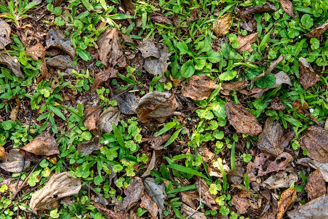 Gramado com fundo de folhas secas.