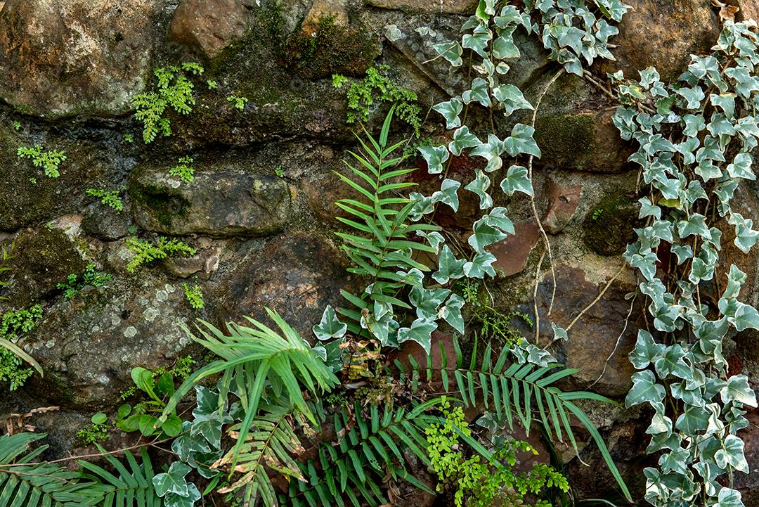 Muro de pedra com fundo de plantas trepadeiras.