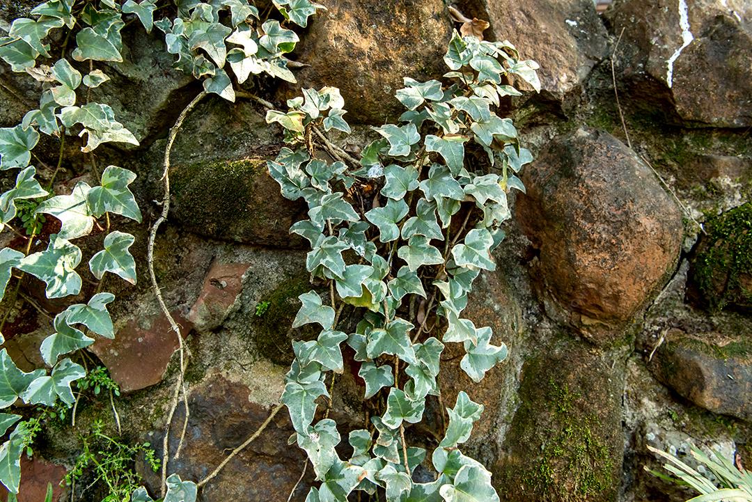 Muro de pedra com fundo de plantas trepadeiras.