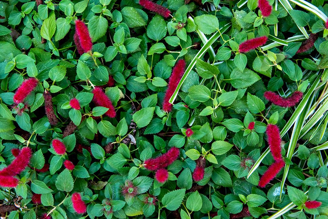 Acalypha reptans fundo da planta, flor vermelha.