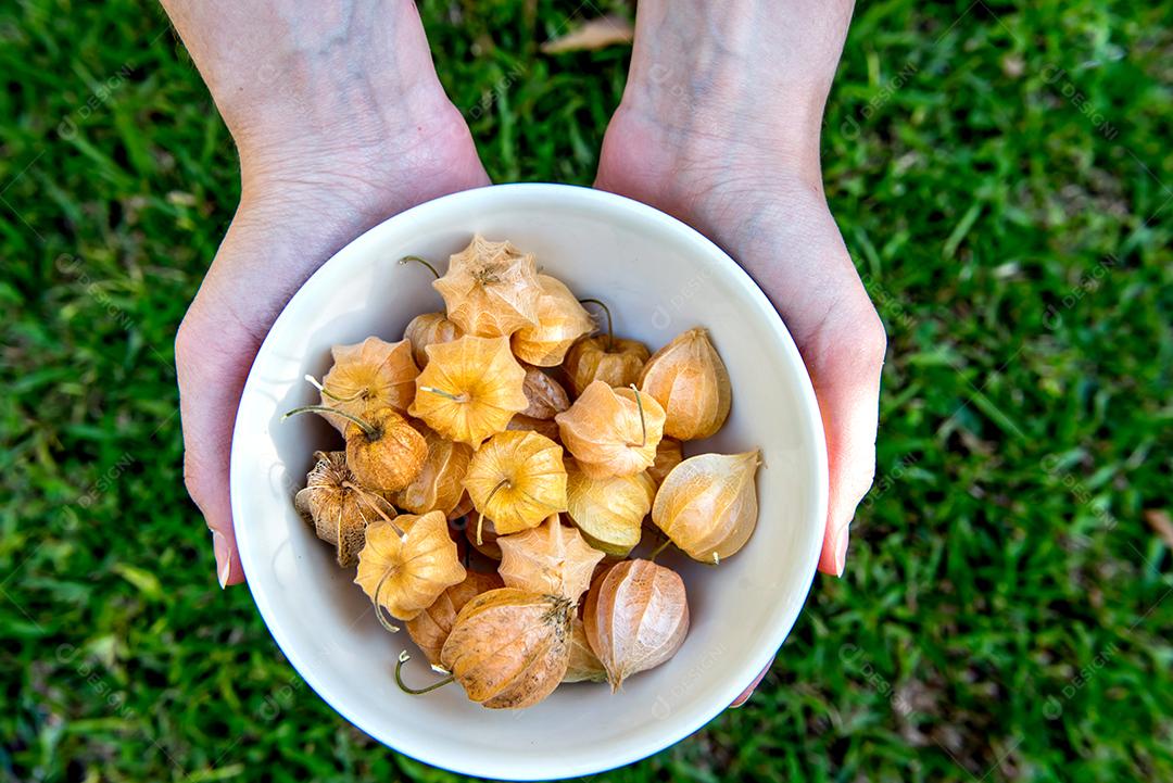 Mãos femininas segurando uma tigela com physalis. Fundo de grama.