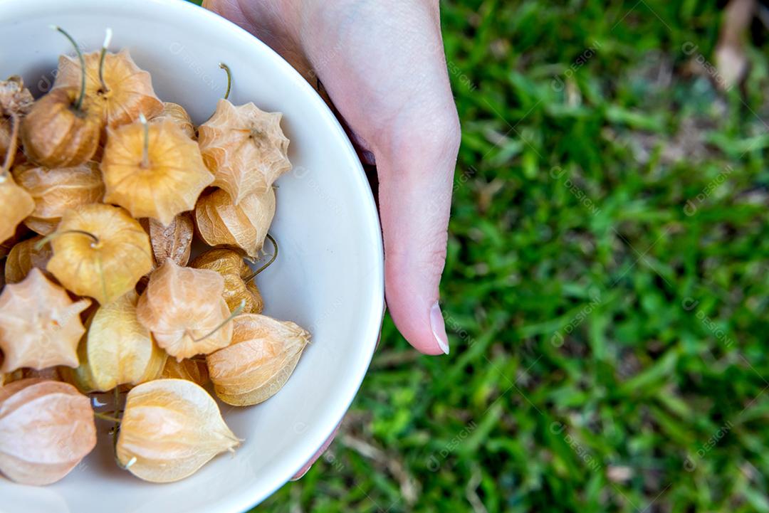 Mãos femininas segurando uma tigela com physalis. Fundo de grama.