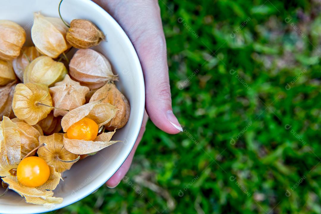 Mãos femininas segurando uma tigela com physalis. Fundo de grama.
