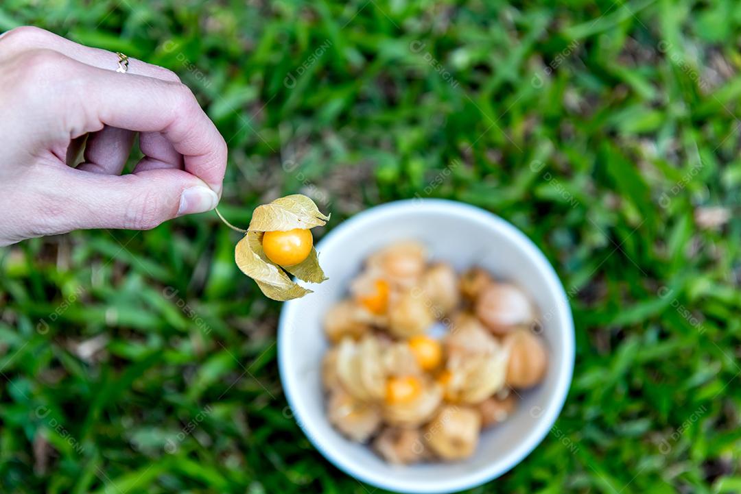 Mãos femininas segurando uma tigela com physalis. Fundo de grama.