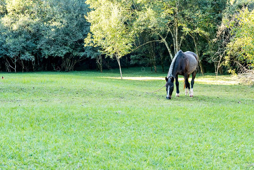 Cavalo cinza comendo grama na fazenda. Pastoreio.