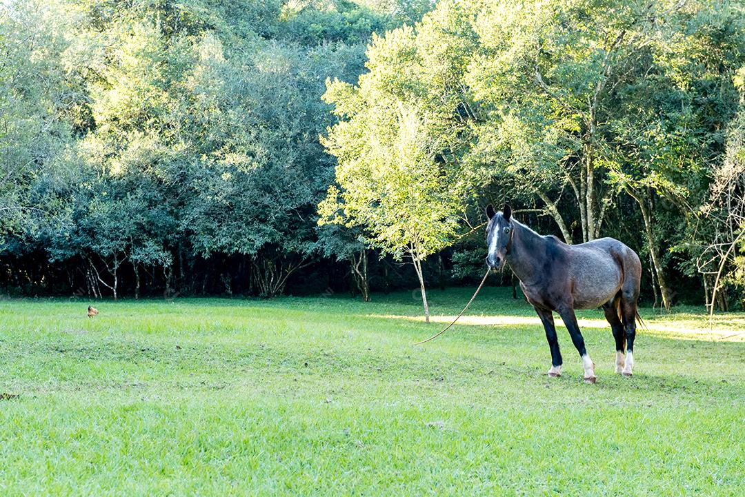 Cavalo cinza comendo grama na fazenda. Pastoreio.