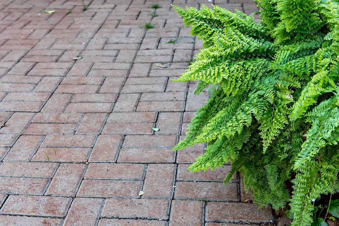 Pavimento interligado com planta de samambaia.