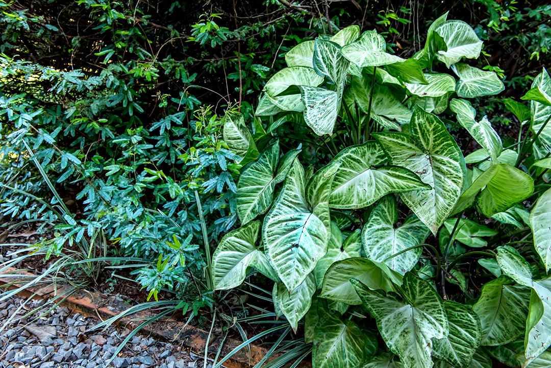 Planta de casa Syngonium em um canteiro.