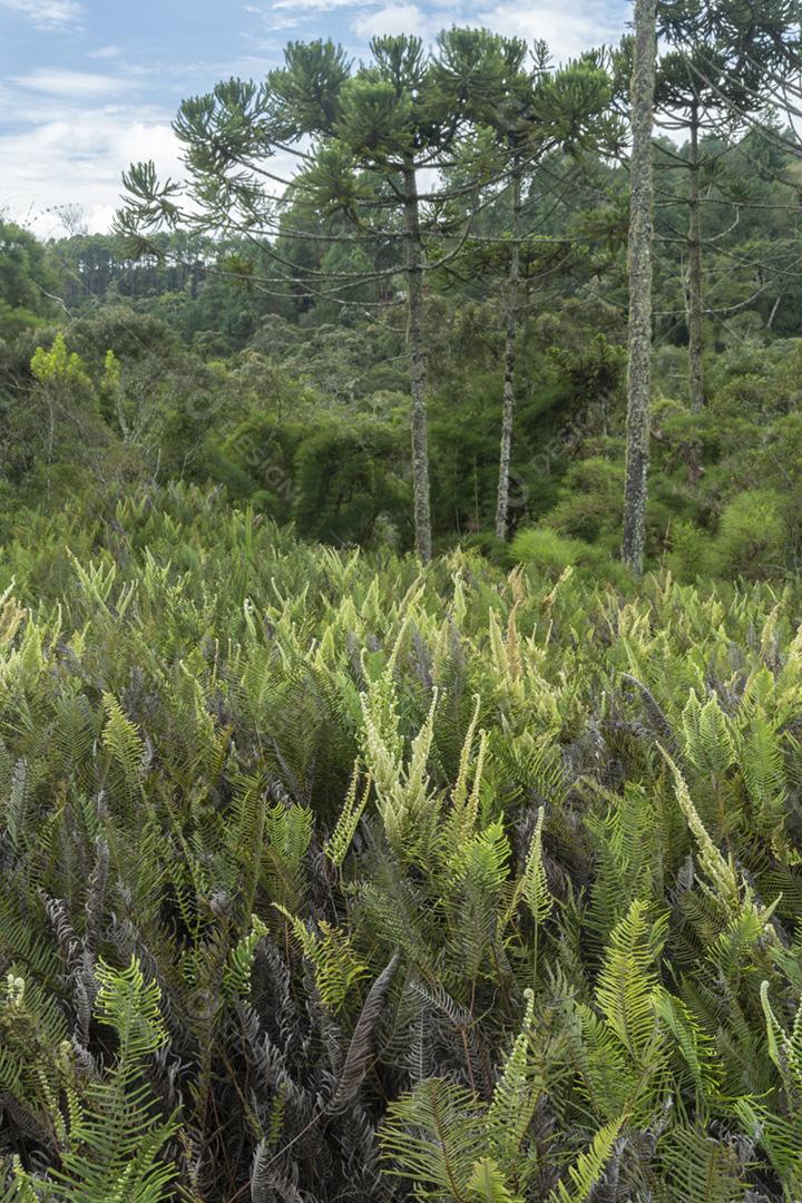 Plantas em uma floresta tropical no sudeste do Brasil