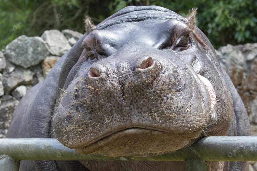 Closeup da cabeça de um hipopótamo sorridente em um zoológico