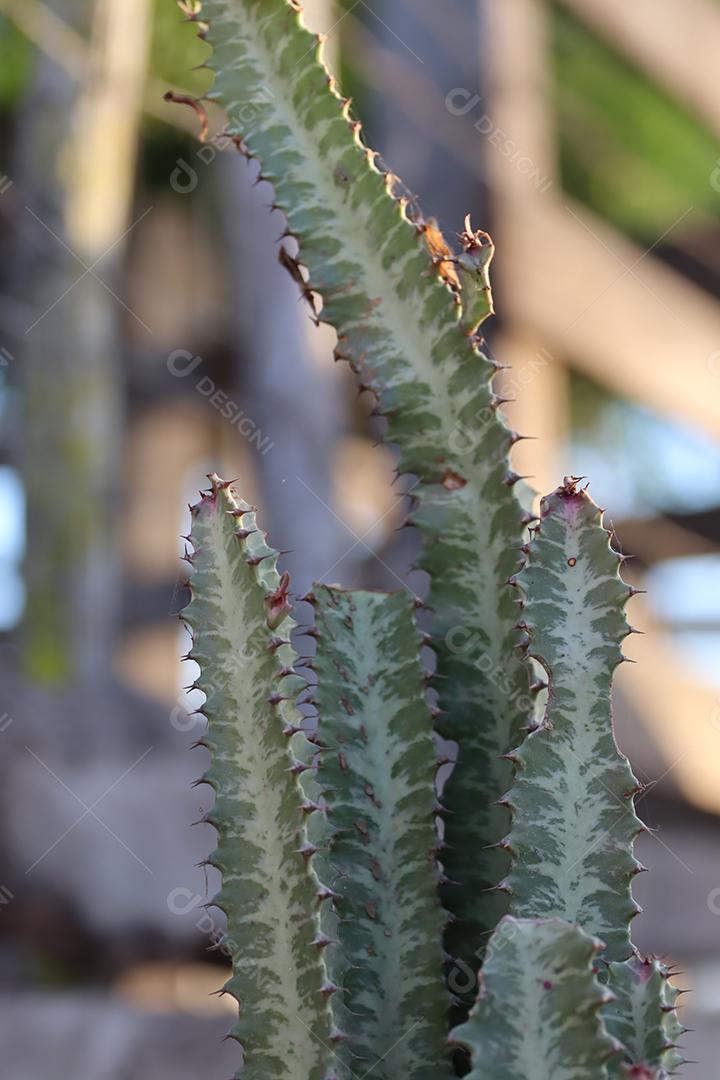 Cacto grande plantado diretamente no chao