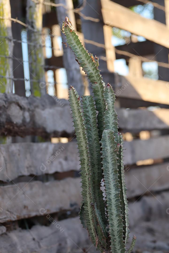 Cacto grande plantado diretamente no chao