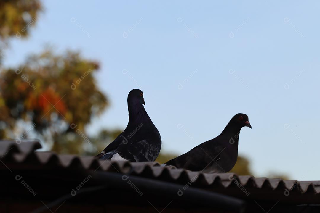 Pombos pretos em telhado na zona rural