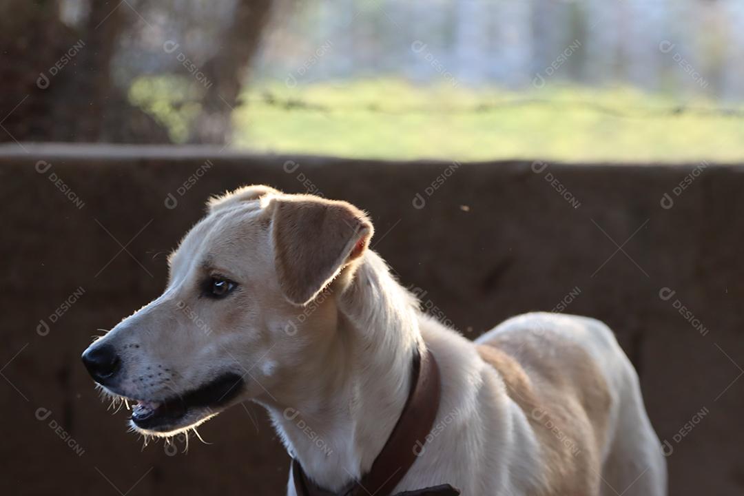 Cachorro labrador em uma fazenda