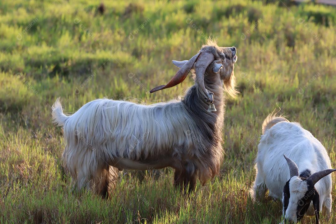 Cabras holandesas soltas em uma fazenda