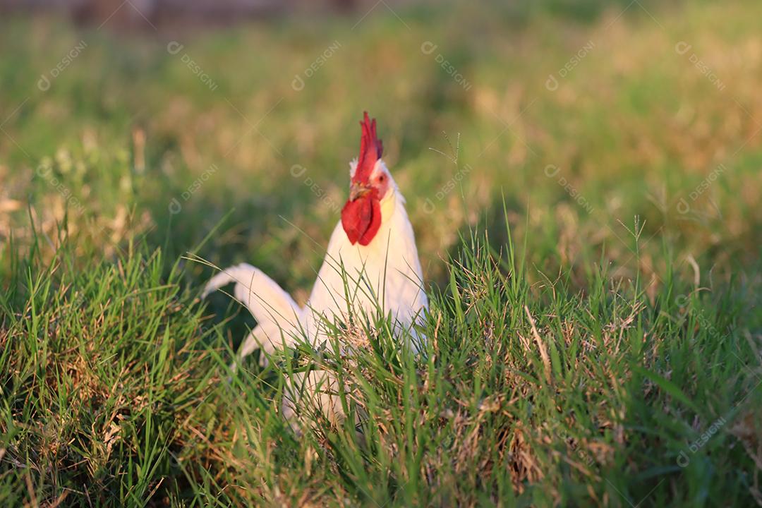 Galo solto no meio da fazenda