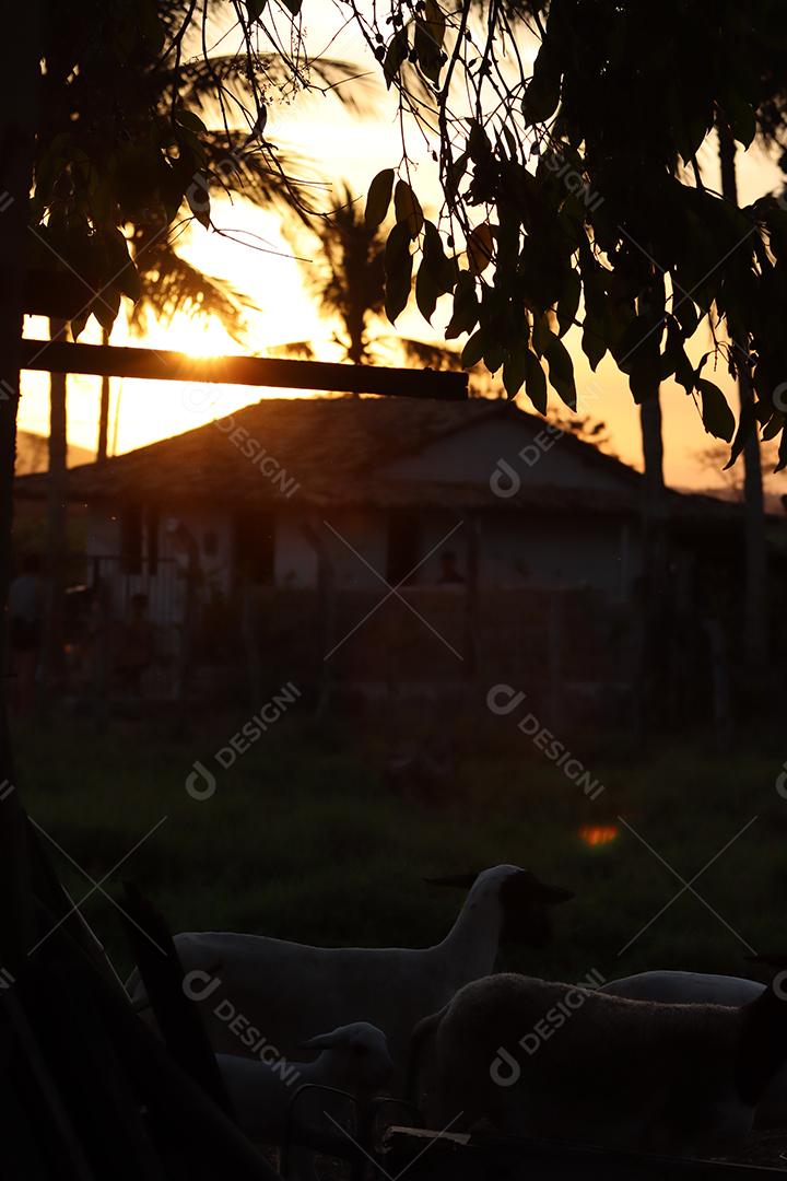 Entardecer em uma fazenda