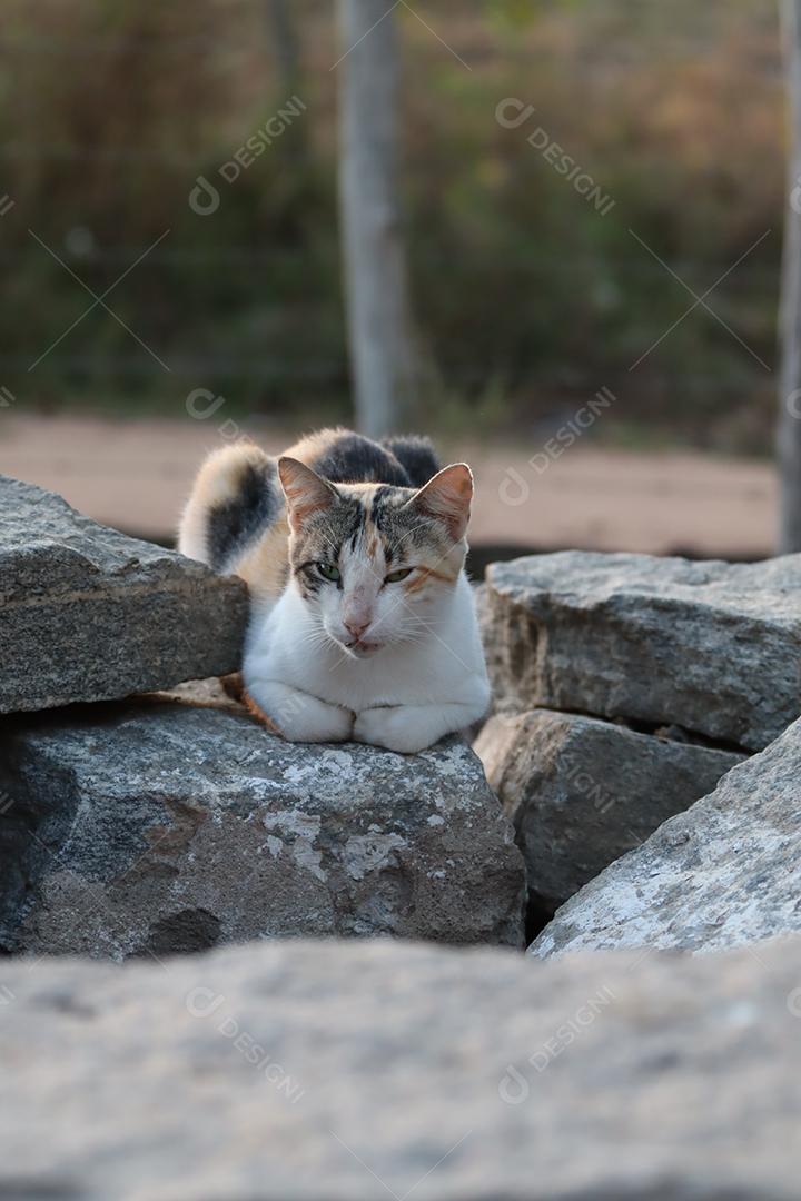 Gato domestico sob pedras