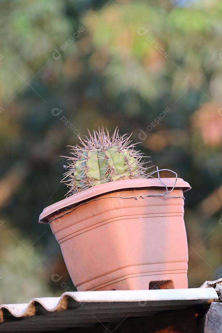 Cacto pequeno plantado em vaso sobre um telhado