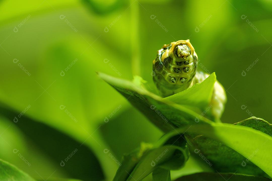 Lagarta Inseto sobre folhas verde floresta arvores
