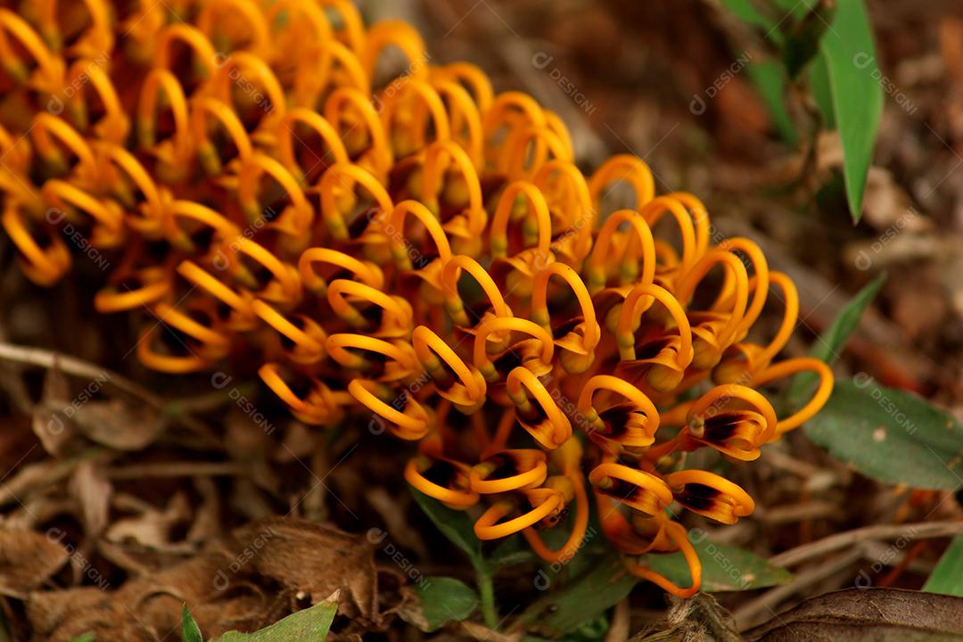 Grevílea-robusta Plantas sobre floresta