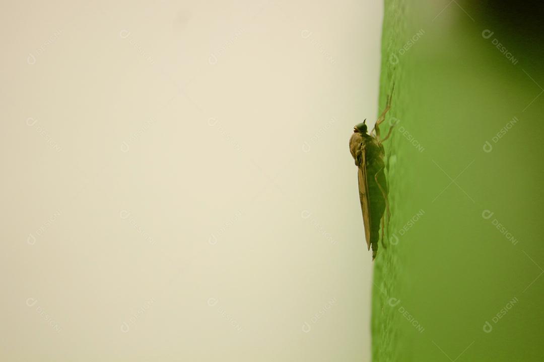 Inseto sobre folha verde floresta