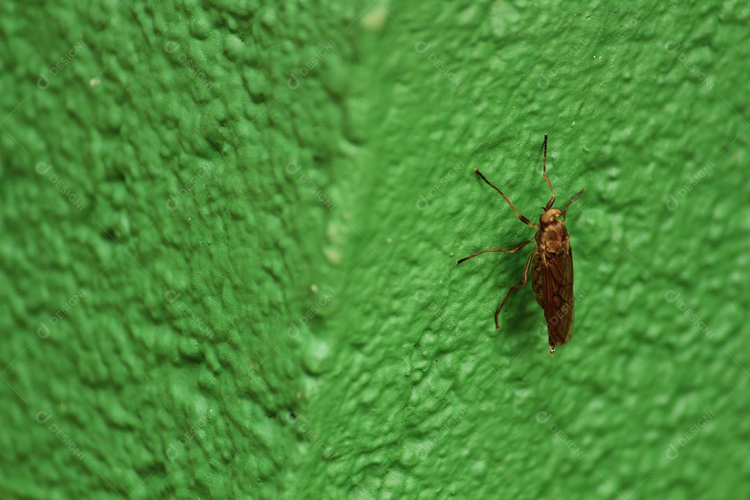 Inseto sobre folha verde floresta