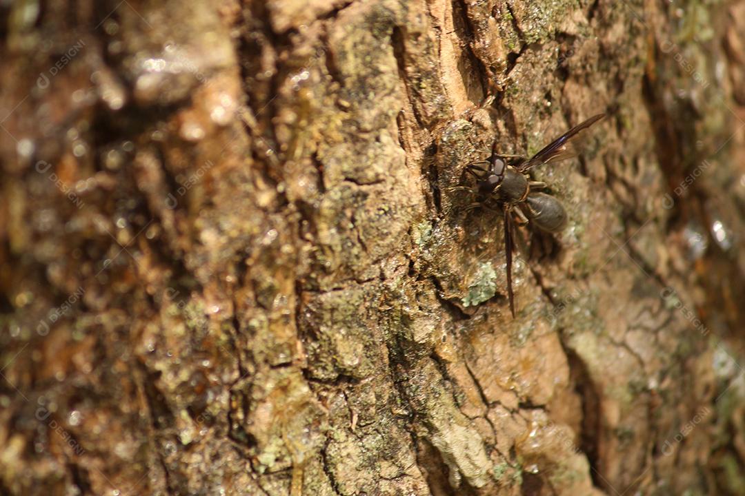 Inseto sobre um tronco de madeira arvore floresta