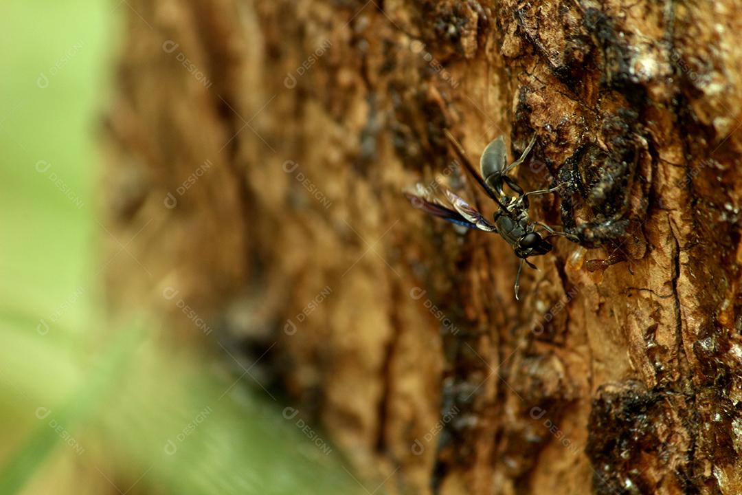 Inseto sobre um tronco de madeira arvore floresta