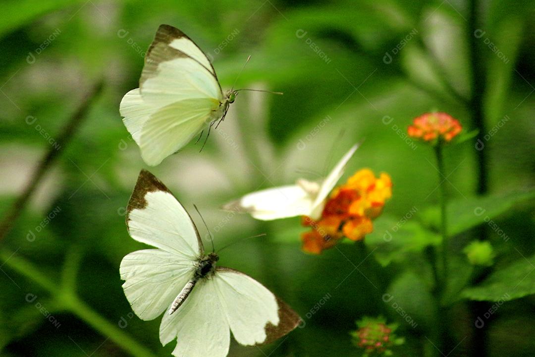 Inseto borboleta sobre fundo desfocado floresta flores