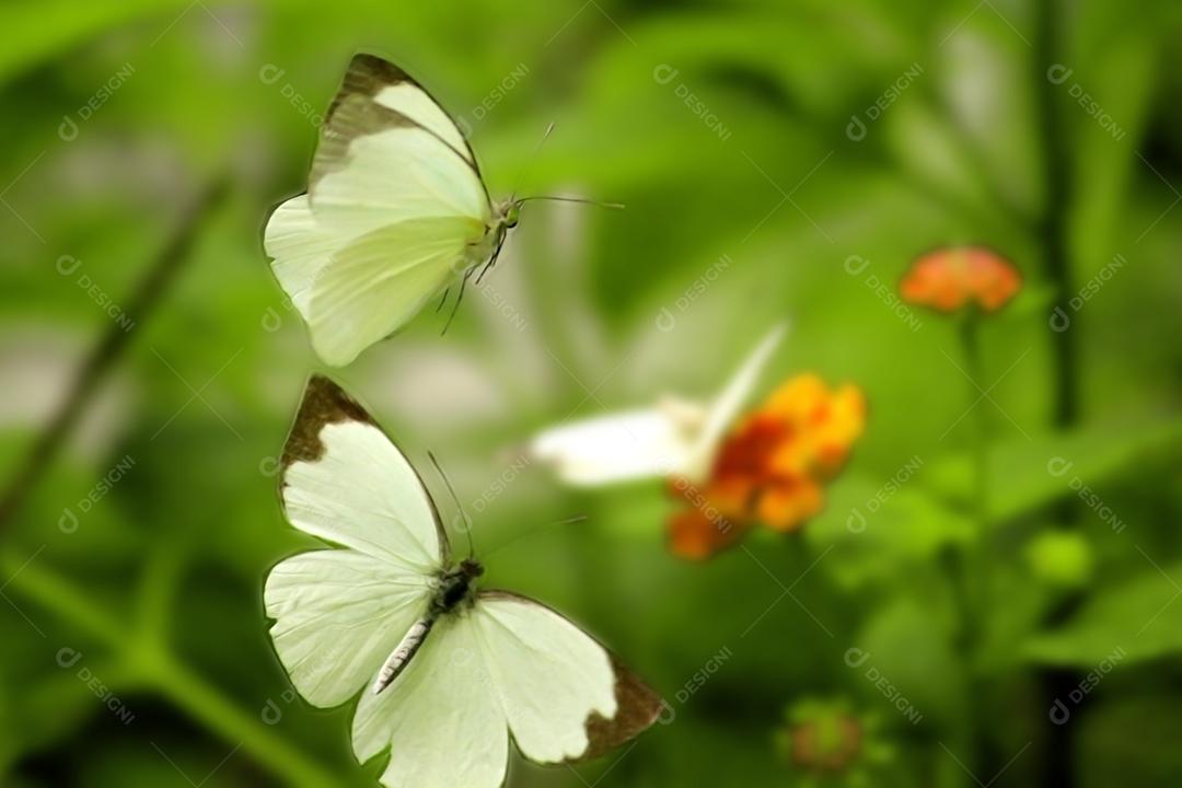 Inseto borboleta sobre fundo desfocado floresta flores